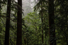 towering trees in a misty forest